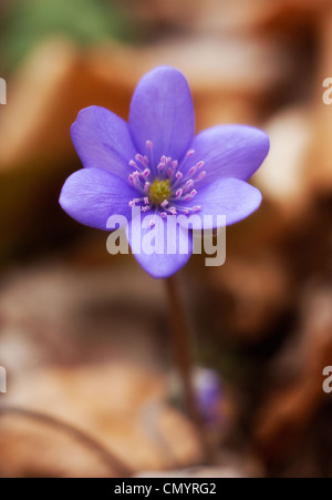 Liverwort (anemone hepatica). La Polonia. Foto Stock