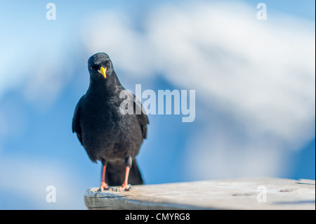 Gracchio alpino (lat. Pyrrhocorax graculus) con sfondo blu Foto Stock