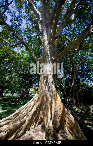 Sir Seewoosagur Ramgoolam Royal Botanical Garden di Pamplemousses, Gian t Tree, Maurizio, Africa Foto Stock