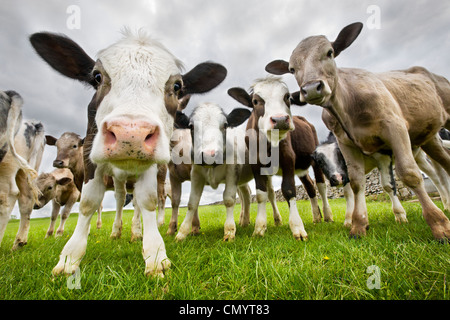 Curioso mucche in campo nei pressi del villaggio di Litton. Parco Nazionale di Peak District, Derbyshire, Regno Unito. Maggio. Foto Stock