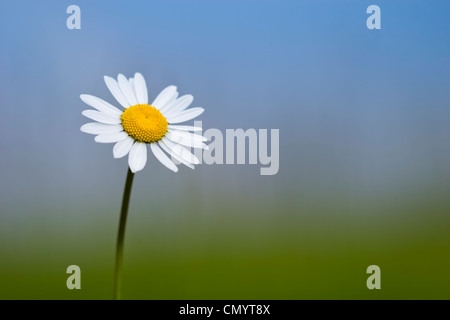 Oxeye Daisy fioritura in prato alpino. Nordtirol, Tirol, Alpi austriache, Austria, 1700 metri di altitudine, Giugno. Foto Stock