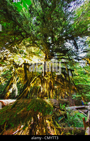 Alberi con moos nella vecchia foresta groth in Cattedrale Grove McMillan Parco provinciale sull'Isola di Vancouver, Canada, America del Nord Foto Stock