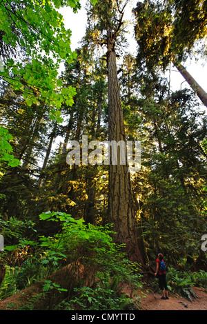 Alberi antichi in Cattedrale Grove, MacMillan Parco nazionale sull'Isola di Vancouver vicino a Port Alberni, Canada, America del Nord Foto Stock