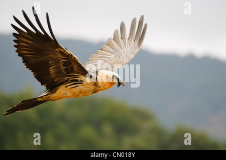 Subadult Lagermeier (Gypaetus barbatus) volare a uccelli necrofagi stazione di alimentazione, Spagna Foto Stock