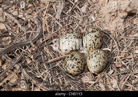 Plover nido con uova, solitamente prevista in massa semplici aree depresse, nel mezzo di una strada, Doñana, Spagna Foto Stock