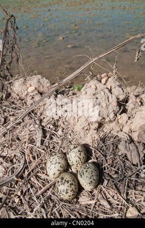 Plover nido con uova, solitamente prevista in massa semplici aree depresse, nel mezzo di una strada, Doñana, Spagna Foto Stock