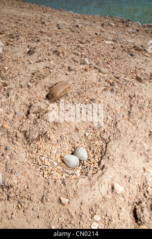 Plover nido con uova, solitamente prevista in massa semplici aree depresse, nel mezzo di una strada, Doñana, Spagna Foto Stock