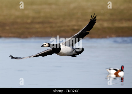 Barnacle goose, Branta leucopsis, singolo uccello in volo, Gloucestershire, Marzo 2012 Foto Stock