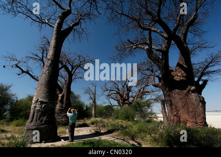 Un turista fotografie Thomas Baines baobab in Nxai national park in Botswana. Foto Stock