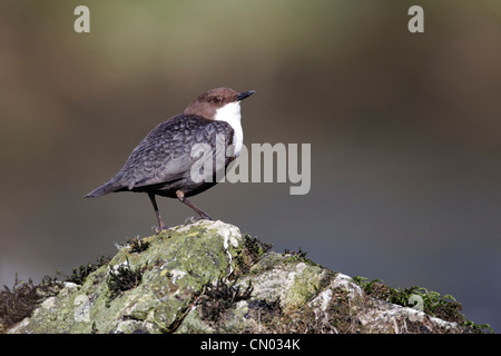 Il bilanciere, Cinclus cinclus, singolo uccello sulla roccia derbyshire, Marzo 2012 Foto Stock