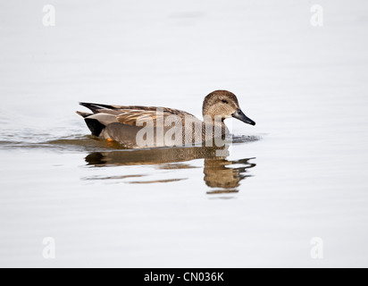 Canapiglia Anas strepera, singolo maschio su acqua, Gloucestershire, Marzo 2012 Foto Stock