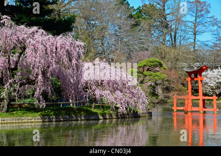 Il Brooklyn Botanic Garden Foto Stock