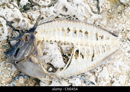 I pesci morti, si è incagliata su una spiaggia Foto Stock