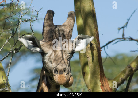 La Rothschild giraffa-colpo alla testa Foto Stock