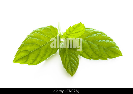 Le foglie di menta isolato su uno sfondo bianco Foto Stock