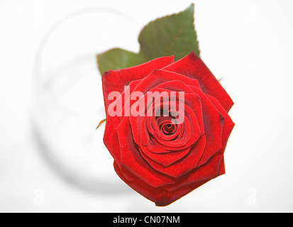 Fiori, Singola Rosa Rossa in un vaso è vista dal di sopra. Foto Stock