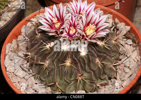 Cactus (Stenocactus specie) cresciute da seme da La Bufa, hidalgo, Messico. Foto Stock