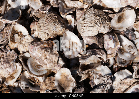 Close-up di un mucchio di vuoti gusci di ostriche. Foto Stock