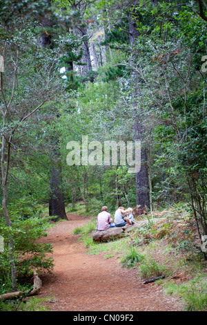 Newlands Forest in Città del Capo Foto Stock