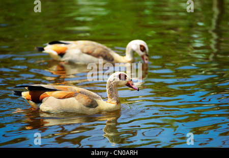 Coppia di oca egiziana (Alopochen aegyptiacus) su un piccolo lago d'estate. Foto Stock