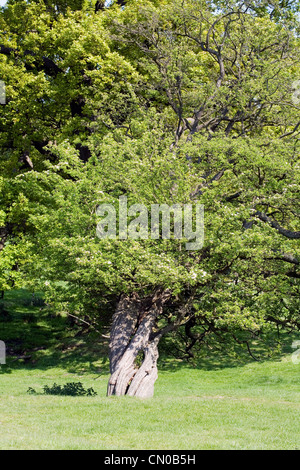 Biancospino in fiore Alderley Edge cheshire england Foto Stock