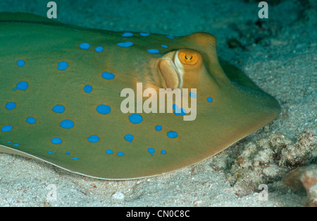 Bluespotted ribbontail ray, Taeniura lymma, appoggiati sul fondo sabbioso. Foto Stock