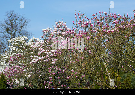 X Magnolia soulangeana 'rustico Rubra ' (rosa) e X Magnolia soulangeana 'Alba Superba" (bianco) a Hillier giardini, Hampshire Foto Stock