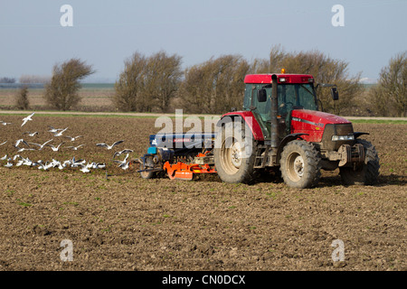 Primavera arando di campi  Arato solchi e a seguito di gabbiani, Southport Merseyside, Regno Unito Foto Stock