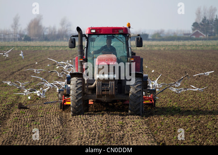 Primavera arando di campi  Arato solchi e a seguito di gabbiani, Southport Merseyside, Regno Unito Foto Stock