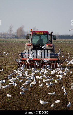 Primavera arando di campi  Arato solchi e a seguito di gabbiani, Southport Merseyside, Regno Unito Foto Stock