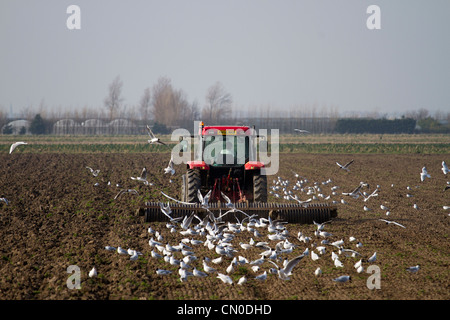 Primavera arando di campi  Arato solchi e a seguito di gabbiani, Southport Merseyside, Regno Unito Foto Stock