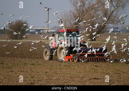 Primavera arando di campi  Arato solchi e a seguito di gabbiani, Southport Merseyside, Regno Unito Foto Stock