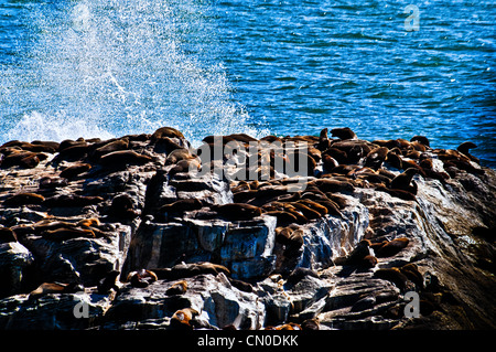 Una colonia del capo le foche, Arctocephalus pusillus, su un isola a Diaz Point, vicino a Luderitz, Namibia, Africa Foto Stock