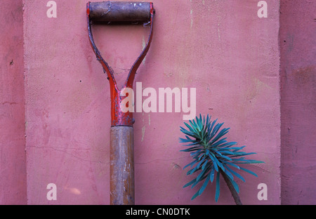 Pelargonium, Euphorbia, Euforbia Foto Stock