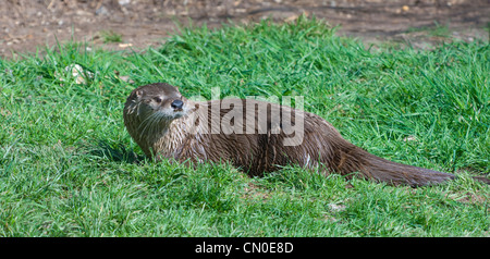 Nord America Lontra di fiume (Lutra canadensis) captive Foto Stock