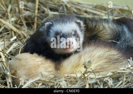 Unione Ferret / Polecat (Mustela putorius) captive Foto Stock