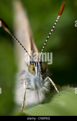 Nuova Zelanda common blue butterfly (Zizina labradus, nome Maori pepe ao uri) Foto Stock