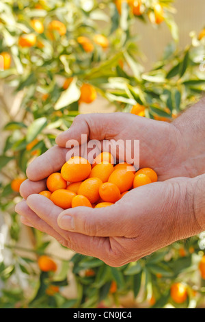 Kumquat Fortunella japonica Foto Stock