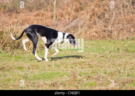 Un bianco e nero Lurcher cane che corre attraverso bracken con la sua testa in basso su una molla, giornata di sole. Foto Stock