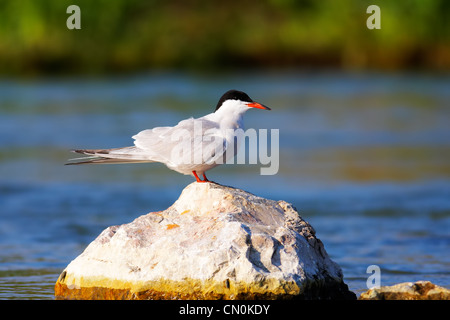 Sterna hirunda (Common tern) seduto su una roccia nel fiume. Foto Stock