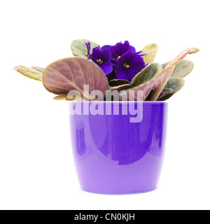 Viola scuro African Violet con; in pentola lilla; isolato su bianco Foto Stock