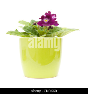 Luminose; viola-rosa African Violet (saintpaulia) con variegatura bianco; isolati su sfondo bianco; Foto Stock