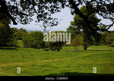 Alberi di quercia molla vicino a Hare Hill Alderley Edge cheshire england Foto Stock