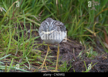 Tringa flavipes (Tringa flavipes) catturato un pesce piccolo in un lago la città di Omero, nell'estate dell'Alaska. Foto Stock