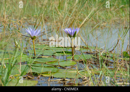 Ninfea blu - blu egiziano (ninfea Nymphaea caerulea) blu formano la fioritura sul lago Baringo Kenya - Africa orientale Foto Stock