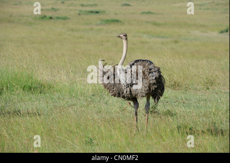 Struzzo comune - Masai (struzzo Struthio camelus massaicus) femmina in piedi nella pianura del Masai Mara Kenya - Africa orientale Foto Stock