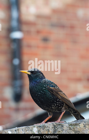 Lo Sturnus vulgaris. Starling su un giardino parete contro un sfondo mattone Foto Stock