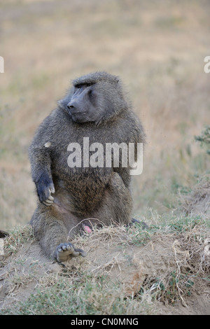 Babbuino Oliva - Anubis babbuino (papio anubis) maschio grande seduto per terra Lake Nakuru NP Kenya - Africa orientale Foto Stock