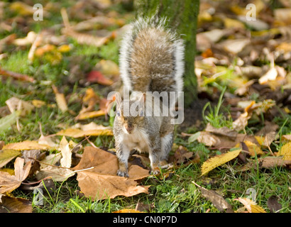 Uno scoiattolo su foglie di autunno nel parco guarda verso la telecamera Foto Stock