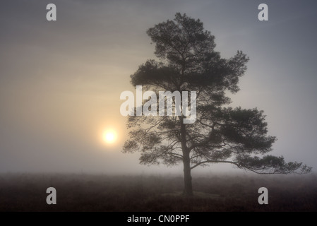 Silhouette di pino silvestre (Pinus sylvestris) in una nebbiosa mattina all'alba. Foto Stock